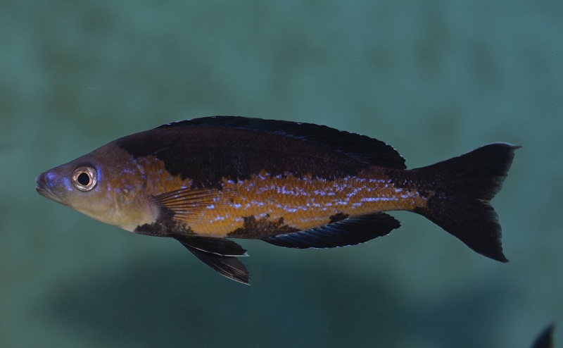 Cyprichromis microlepidotus 'Bilila (Kavala) Island'